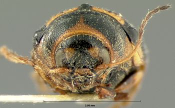 Media type: image; Entomology 9284   Aspect: head frontal view